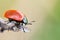 (Timarcha tenebricosa) bloody nosed beetle