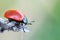 (Timarcha tenebricosa) bloody nosed beetle