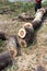 Timber cutting closeup detail object