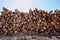 Timber cutting. Stack of spruce logs