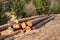 Timber harvesting in the forest. A pile of felled pine trees. Timber industry.