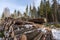 Timber harvesting. Logger working in winter forest