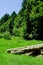 Timber laying near forest edge