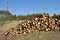 Timber logging in forest. Freshly cut pine tree logs