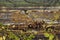 Timber and logging industry in Ladysmith, Vancouver Island