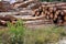 timber logs pictures