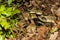 Timber Rattlesnake