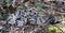 Timber Rattlesnake, Greene County, Georgia USA