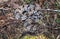 Timber Rattlesnake, Greene County, Georgia USA