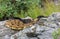 Timber Rattlesnakes