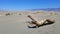 Timber in the sand dunes in Death Valley dessert.