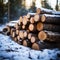 Timber in snow Woodpile of sawn pine tree trunks outdoors