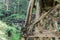 Timber trestle railway bridge in the Dandenong Ranges