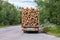 Timber truck with a forest rides on the highway with cargo