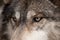 Timber Wolf (Canis lupus) Eyes