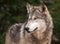 Timber Wolf (Canis lupus) Looks Left