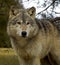 Timber Wolf (Canis lupus) - Square