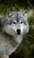 Timber Wolf (Canis lupus) Stare
