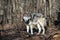 Timber Wolf Canis Lupus in the wild.