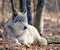 Timber Wolf Canis Lupus in the wild.