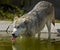 Timber Wolf Drinking