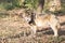 Timber wolf in forest