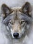 A Timber wolf or Grey Wolf Canis lupus portrait closeup in Canada