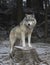 A Timber wolf or Grey Wolf Canis lupus portrait in the winter snow in Canada