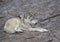 Timber wolf or Grey Wolf Canis lupus resting on a rocky cliff in winter in Canada