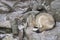 Timber wolf or Grey Wolf Canis lupus resting on a rocky cliff in winter in Canada