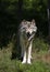 A Timber wolf or Grey Wolf standing on a rocky cliff on an autumn rainy day in Canada