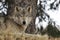 Timber Wolf Hangs out under Pine Tree