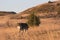 Timber wolf with hills in the background