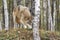 Timber wolf on the hunt for prey