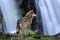 Timber wolf hunting on waterfall background