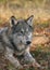 Timber wolf lying down