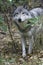 Timber wolf peeking from brushy wooded area