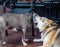 Timber Wolf Playing with Pit Bull