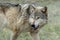 Timber wolf portrait