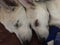 Timber wolf puppies snuggling sleeping