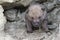 Timber wolf pups first steps