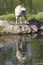 Timber wolf reflection in water