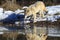 Timber wolf reflection in water