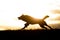 Timber wolf running after elk at sunset