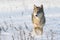 Timber wolf running in snow