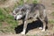 Timber Wolf searching for food in the woods