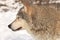 Timber wolf side portrait