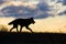 Timber wolf silhouette at sunset