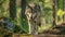 Timber wolf staring at camera