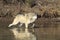 Timber wolf walking in water